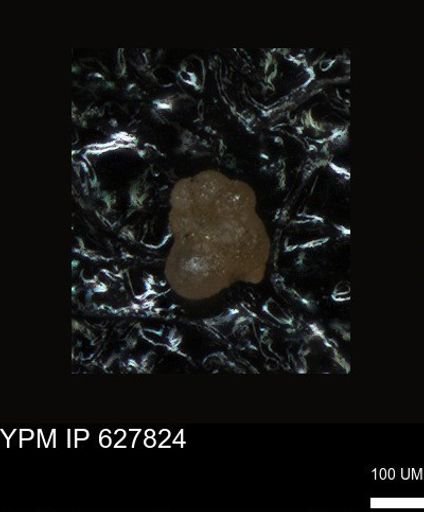 undet. Foraminiferida