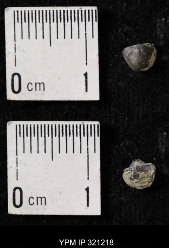 Ambocoelia sp.