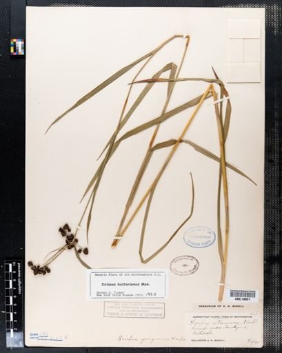 Scirpus hattorianus