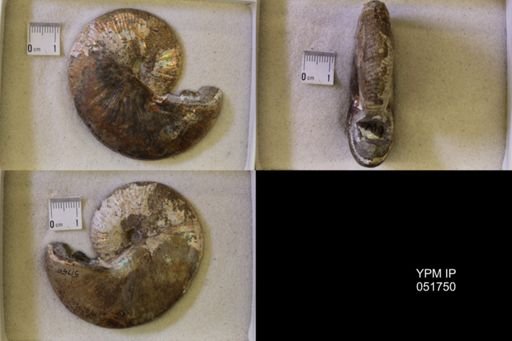 Hoploscaphites nicolletii