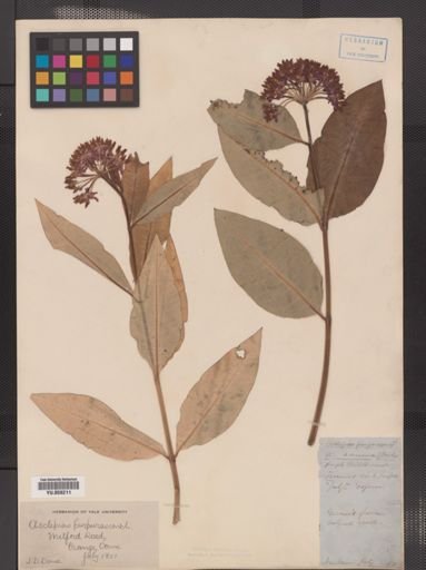 Asclepias purpurascens