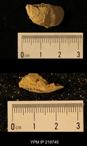 Chonetes granulifer