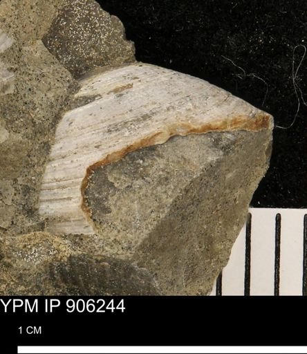 Limopsis striatopunctatus