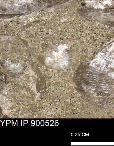 Anomia gryphorhyncha