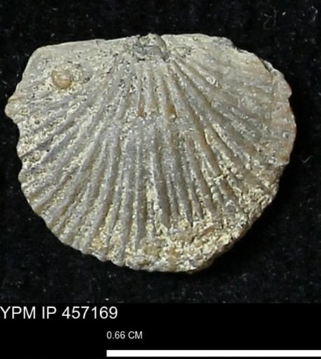 Stropheodonta sp.