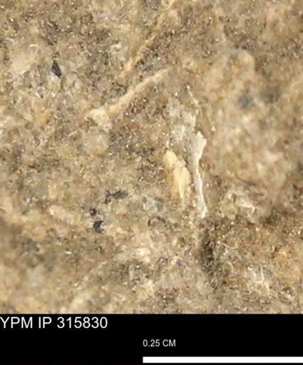 undet. Mollusca