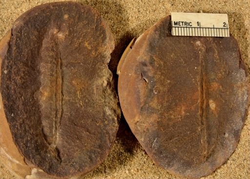Pecopteris