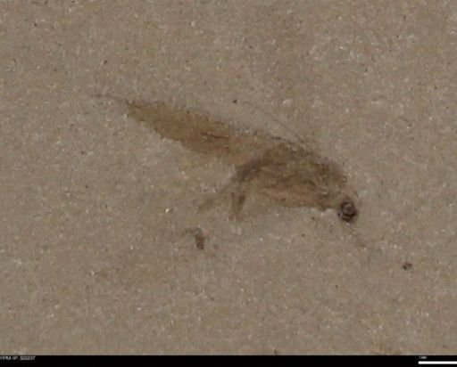 undet. Insecta