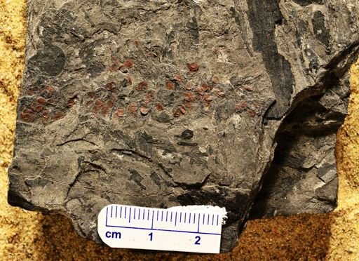 Sigillariostrobus sp.