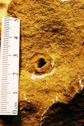 Diospyros oregoniana