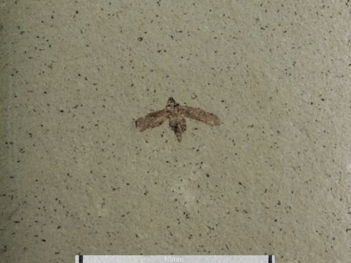 undet. Auchenorrhyncha