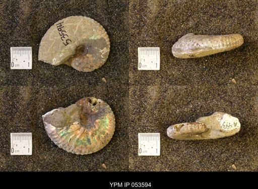 Discoscaphites conradi
