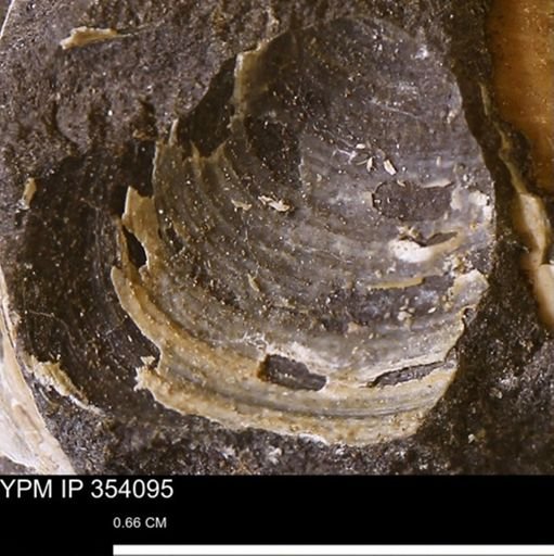 undet. Bivalvia