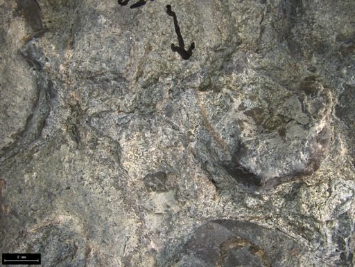 Aplocoma damesii