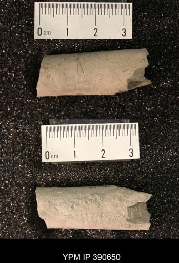 Baculites sp.