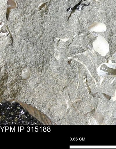 undet. Scaphopoda