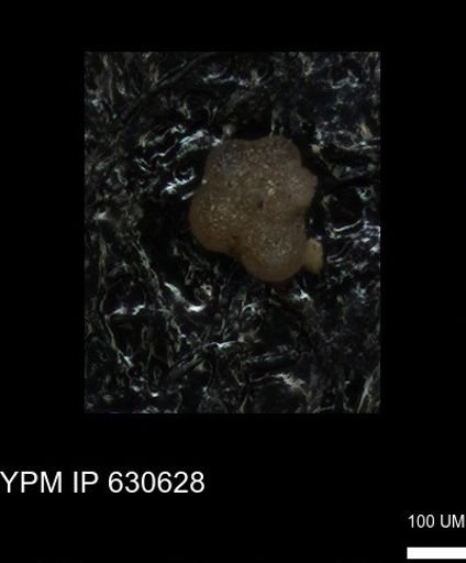 undet. Rugoglobigerinidae