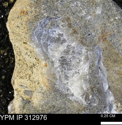 Ostreidae?