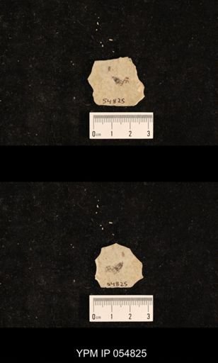 undet. Hexapoda
