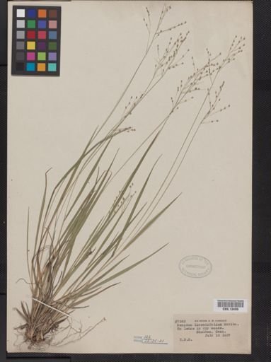 Panicum linearifolium