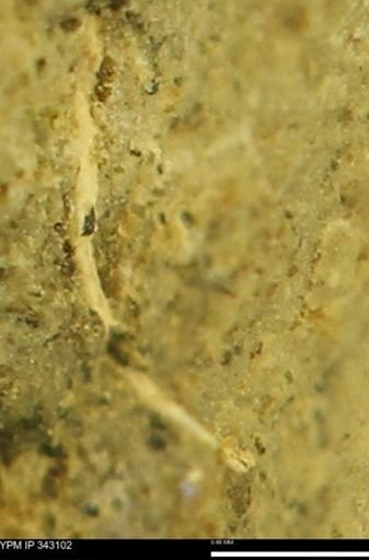 undet. Scaphitidae