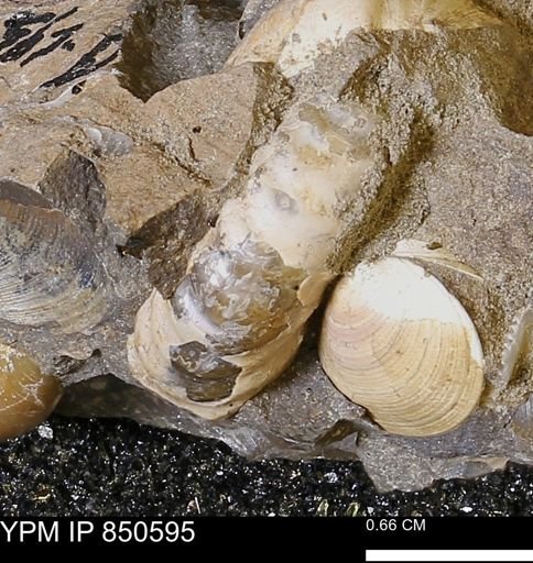 Scaphites sp.