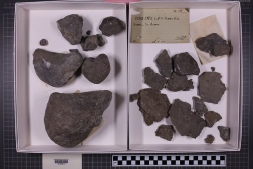 mixed taxa, stratigraphic collection