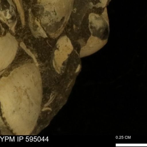 Protocardia sp.