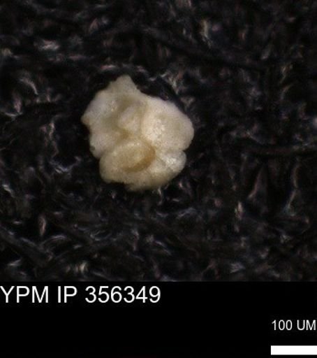 undet. Foraminiferida