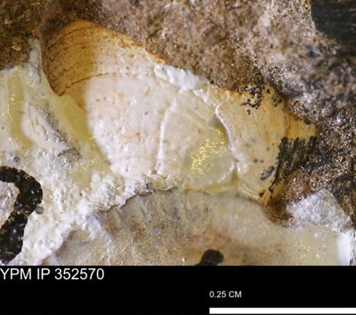 undet. Bivalvia