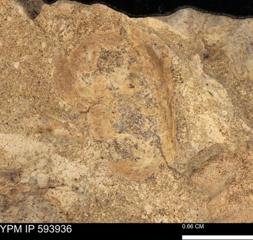 undet. Mollusca