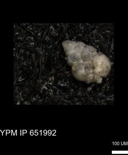 undet. Heterohelicidae
