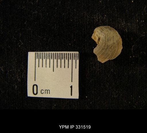Cyclonema sp.