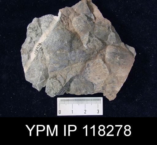 Brachyprion crassomata