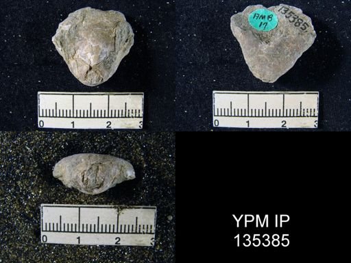 Dielasma truncatum