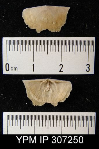 Sowerbyella sp.