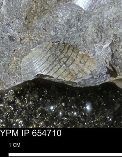 Oligoptycha concinna
