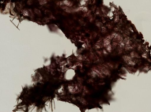 Myxilla cf. incrustans