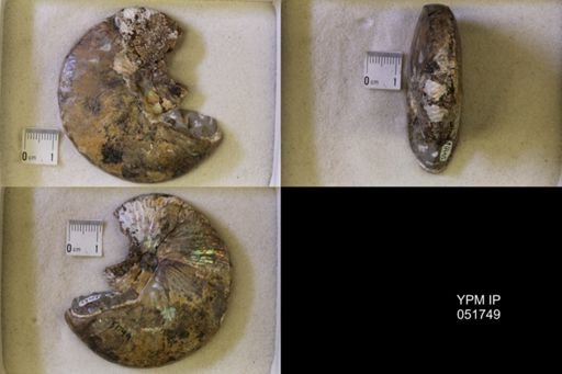 Hoploscaphites nicolletii