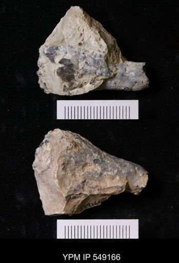 undet. Cephalopoda