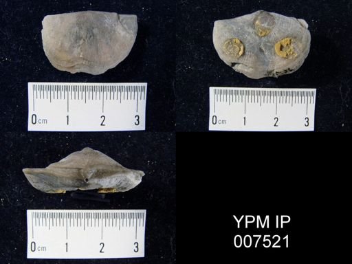 Strophomena sulcata