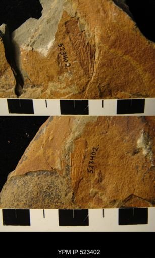 Eoconularia sp.