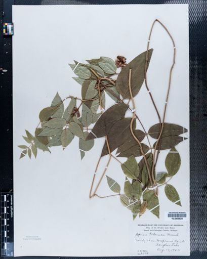 Apios americana