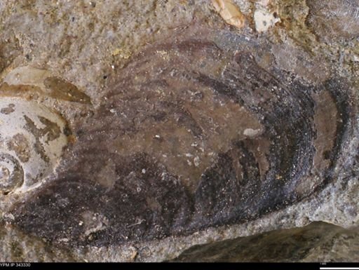 undet. Bivalvia
