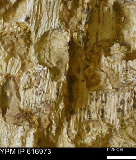 Teredo sp.