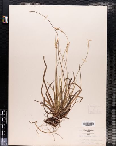 Carex communis