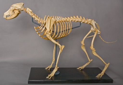 Canis familiaris