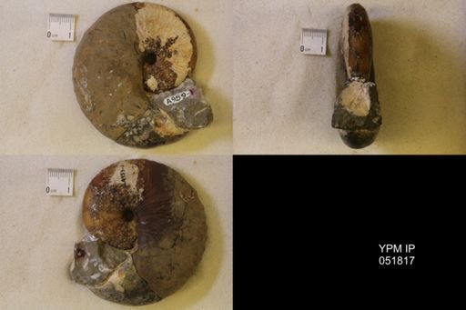 Hoploscaphites nicolletii