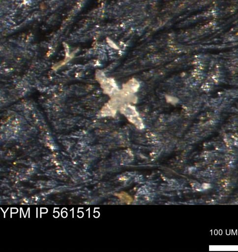 undet. Porifera