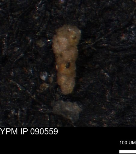 Verneuilinoides kansasensis